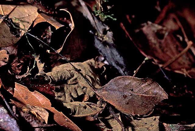 brown katydid