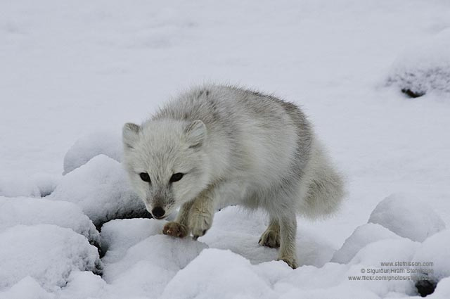 Arctic Fox shs_n2_073535