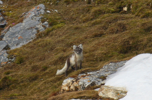 Arctic Fox / Alopex lagopus / Polarræv