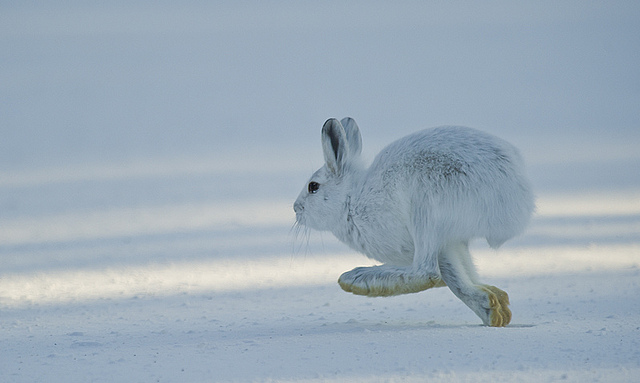 Arctic Hare 4
