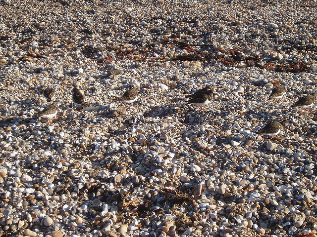 Well camouflaged birds, Selsey