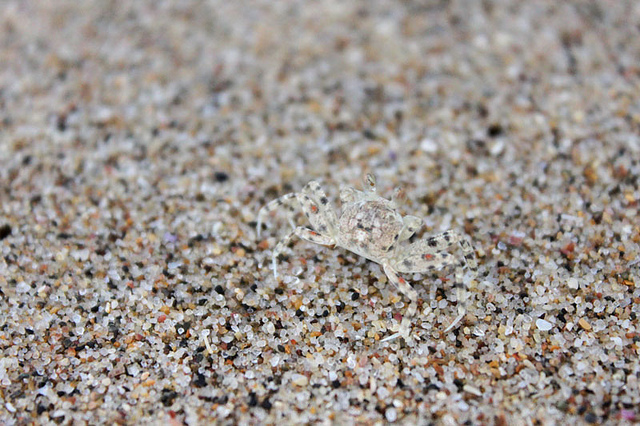 tiny camouflaged beach crab