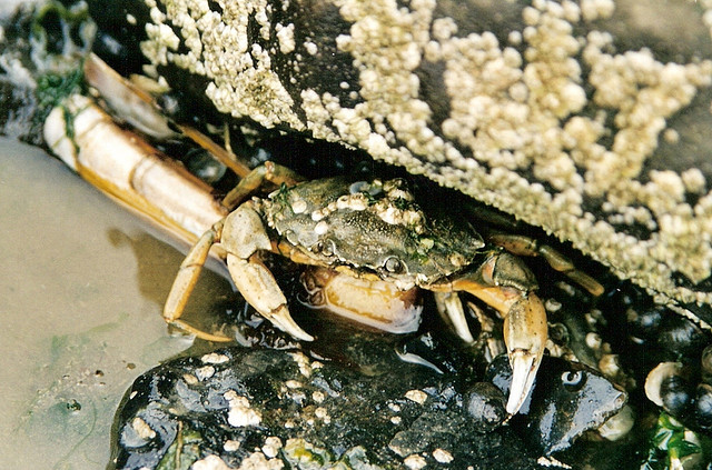 Crab, well hidden, in close-up
