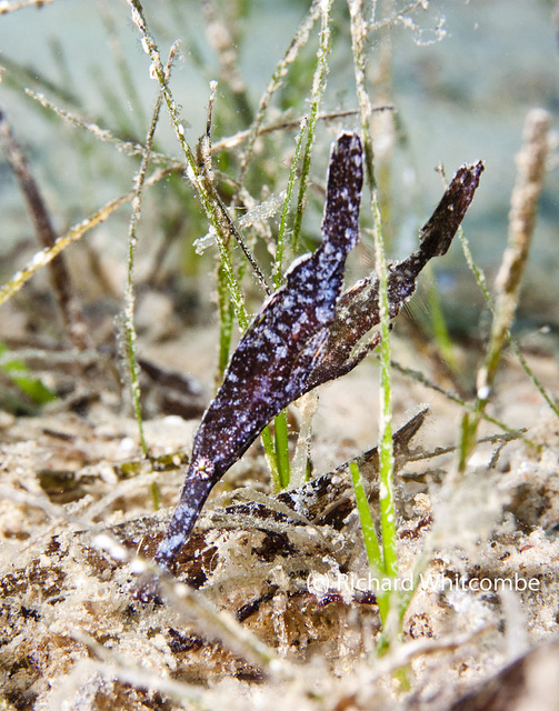 A seagrass ghost pipefish hides in the grass