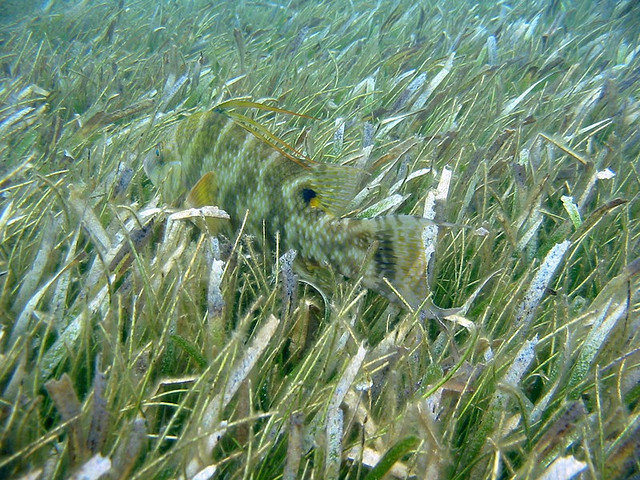 Camouflage Fish Key Largo, FL