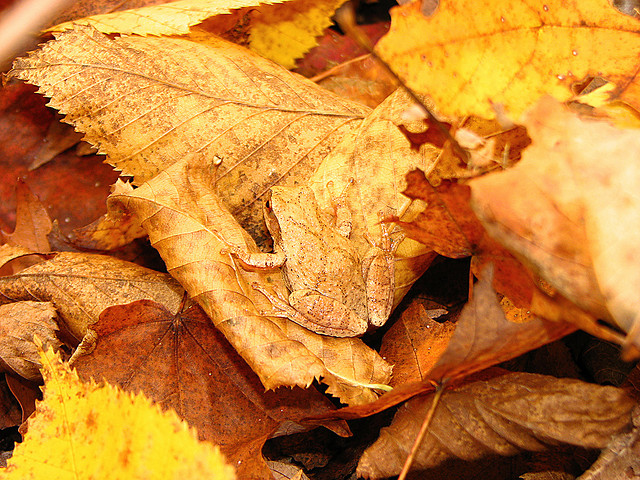 Camouflaged Frog