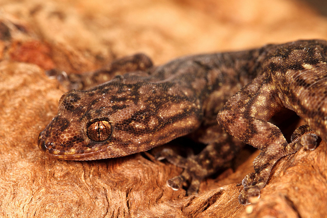 Marbled gecko portrait