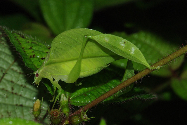Mimicry in action 14b) Leaf mimicking Katydid