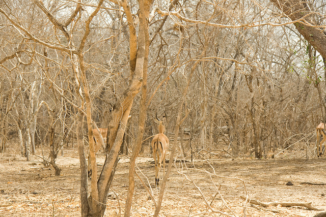 Hidden Impalas - Selous Game Reserve, Tanzania