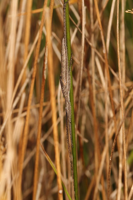 Twig-mimicking Katydid nymph (Zaprochilus australis)