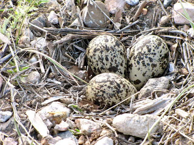 Three Killdeer Eggs