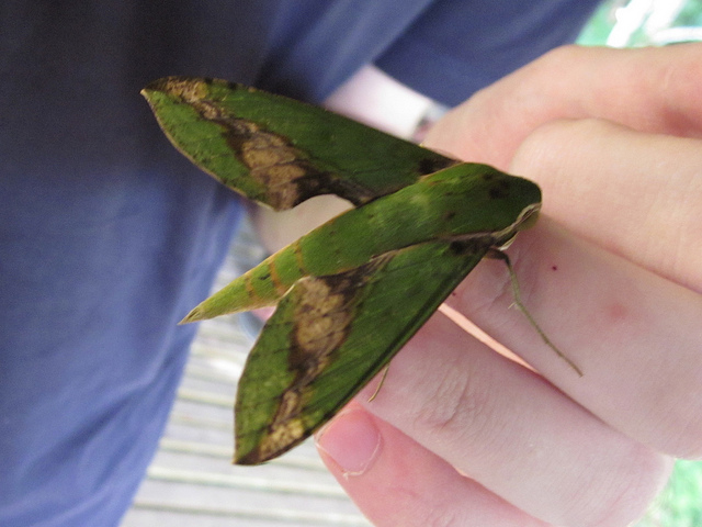 large green moth