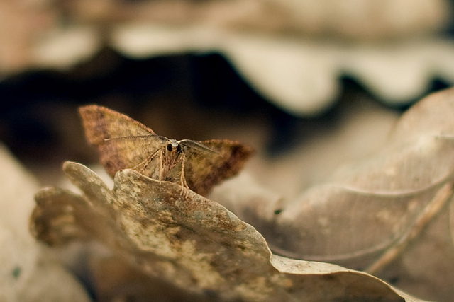 Camouflaged moth
