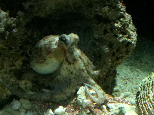 Octopus Camouflaged in Rocks at Cal Academy