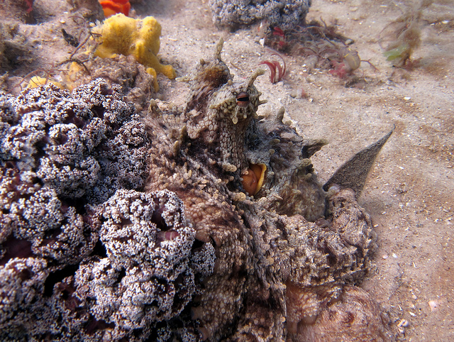 Octopus - camouflaged