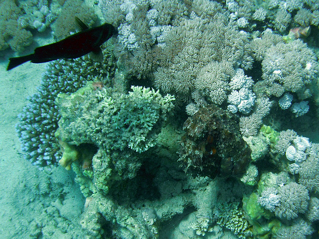 Octopus camouflaged as coral