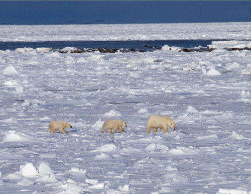 2008 Polar bear