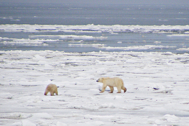 Polar Bear / Ursus maritimus / Isbjørn