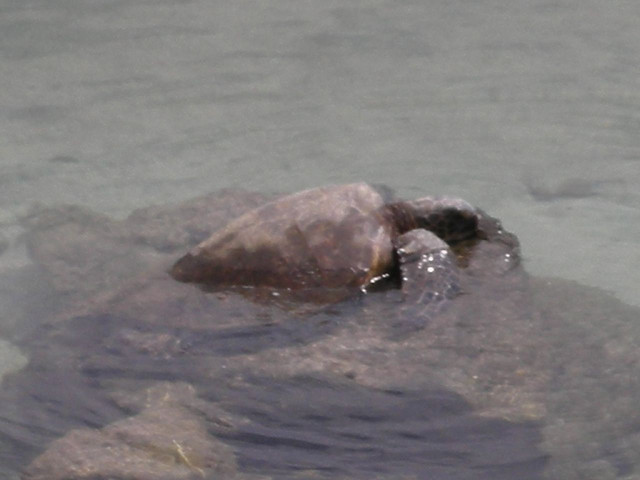 Basking Turtle at Rosh Hashana Services