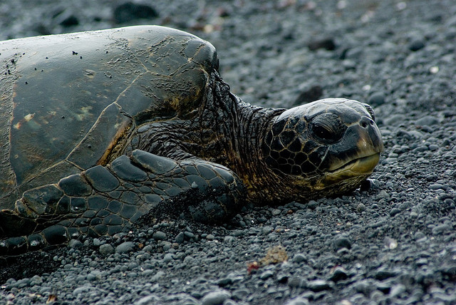 resting turtle