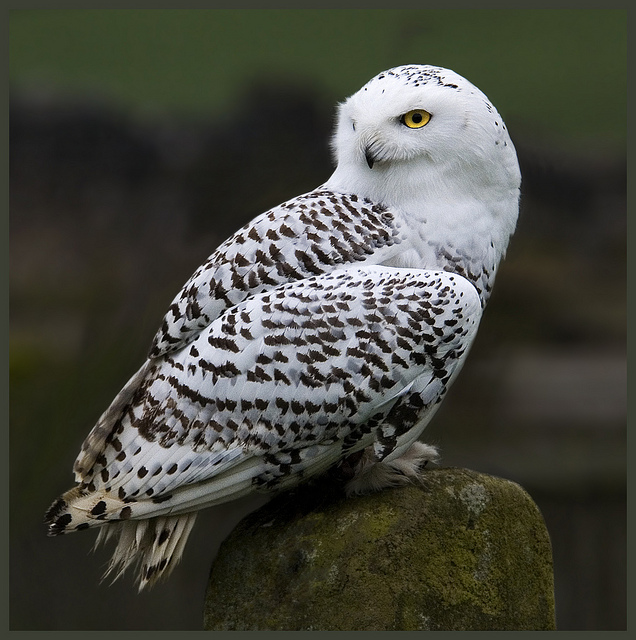 Snowy owl waiting for Harry (nyctea Scandiaca)