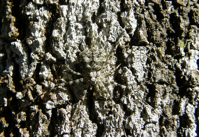 Two-tailed Spider: Tamopsis species