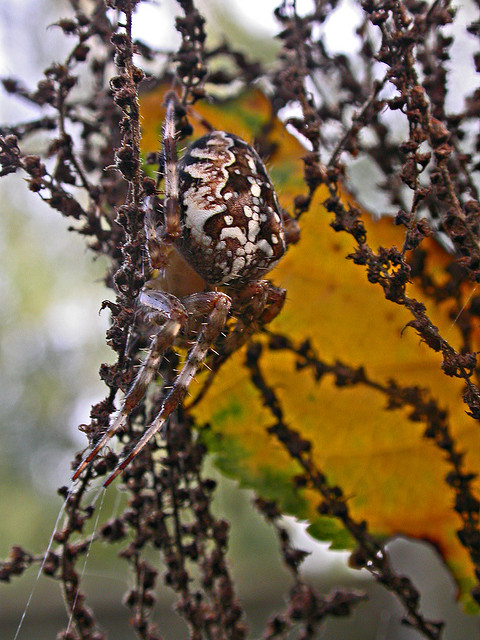 Camouflaged tree spider