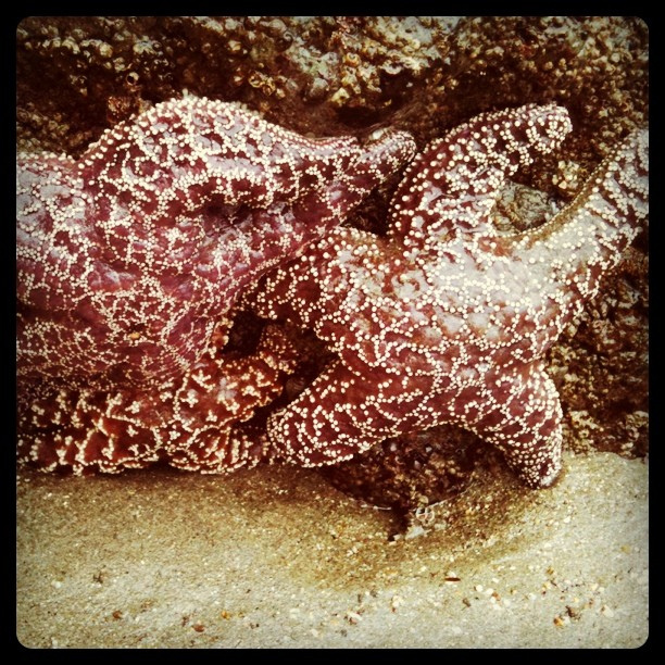 Starfish camouflaged
