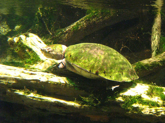 Camouflage turtle
