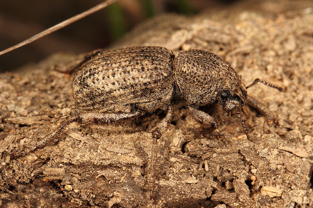 Camouflaged weevil