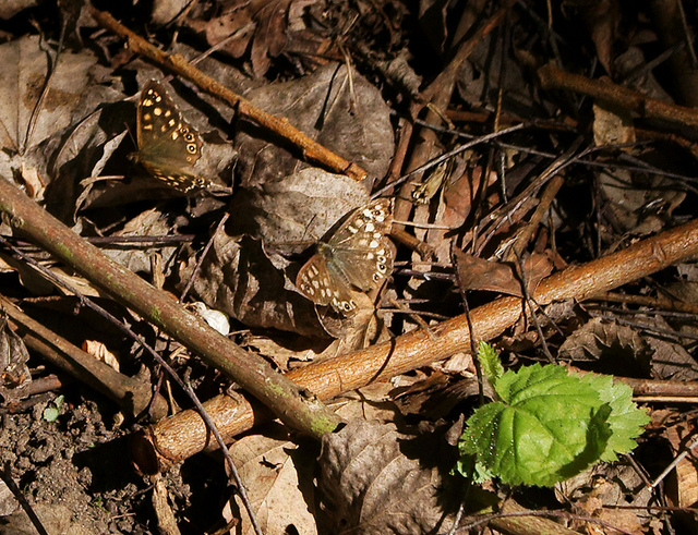 butterflies