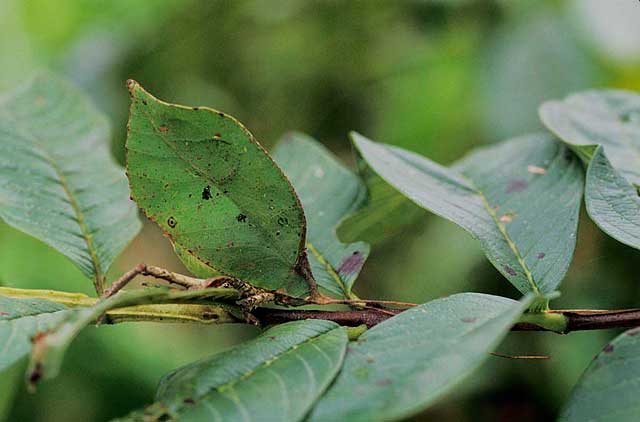katydid