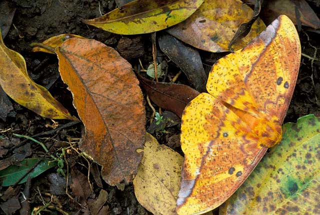 leaf moth