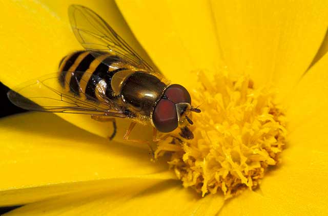 hoover fly
