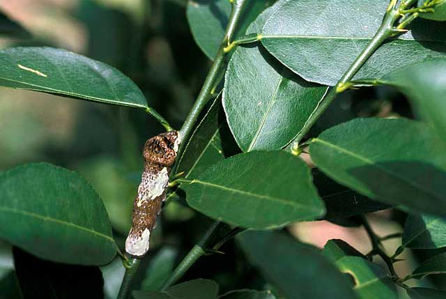 caterpillar