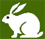 arctic hare