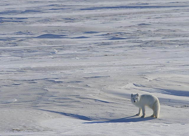 arctic fox