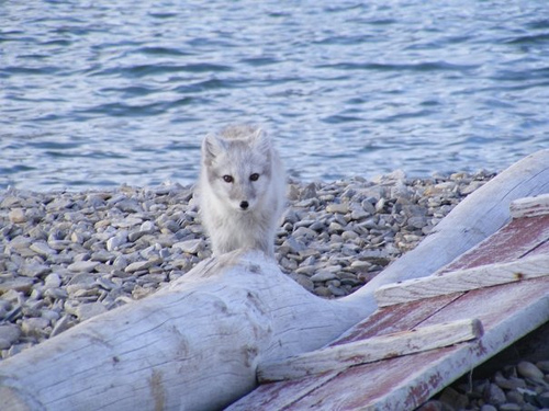 arctic fox