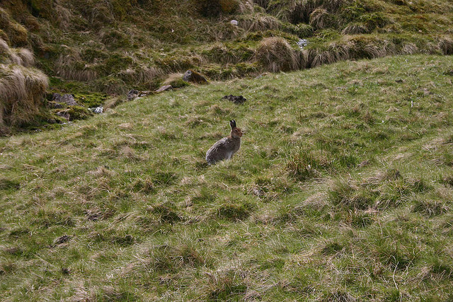 Arctic hare