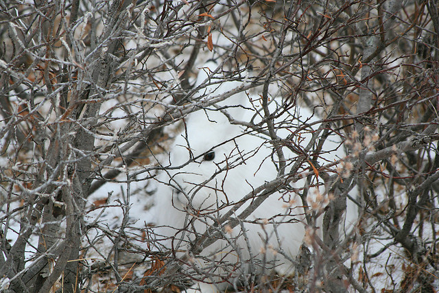 Arctic Hare
