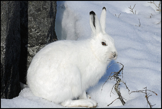 arctic hare