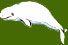beluga