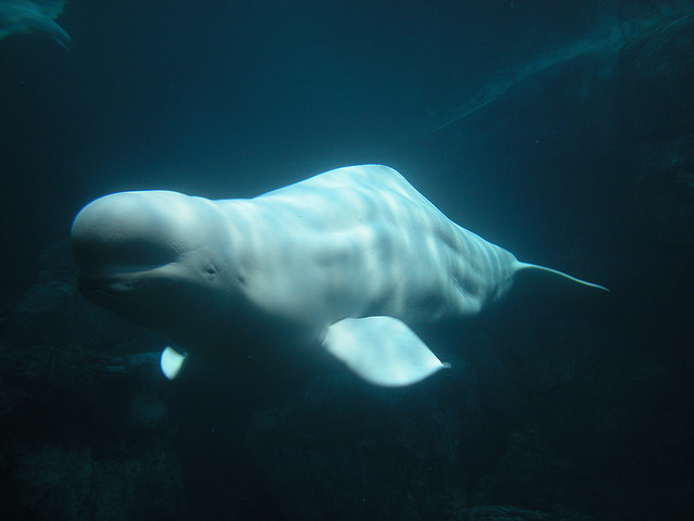 Beluga Whale