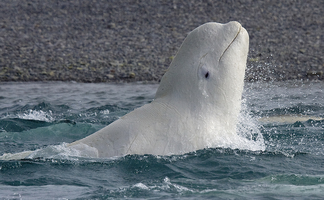 beluga whale