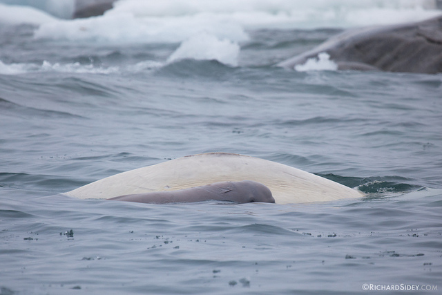 Beluga Whale