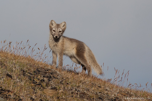 arctic fox