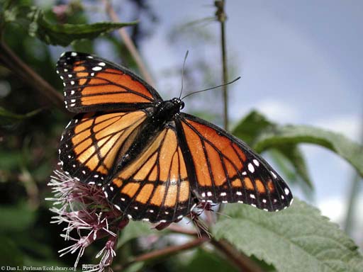 Camouflaged butterfly 1