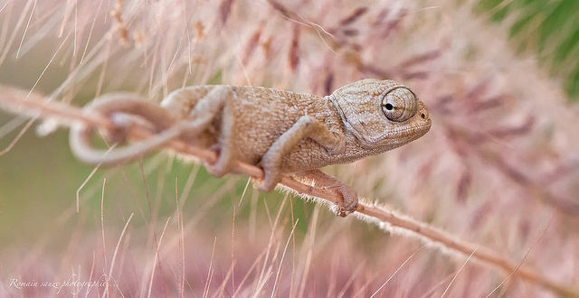 Caméléon ... Micro cosmos