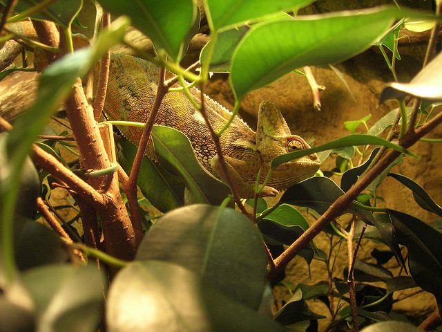 Ambroise de Rostre : the art of camouflage