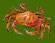 crab